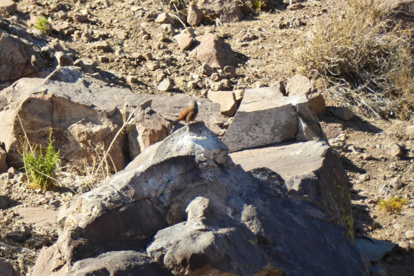 White-throated Tapaculo