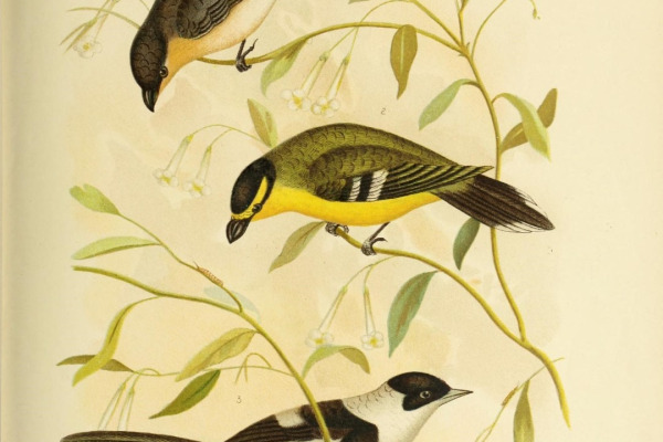 White-throated Tapaculo