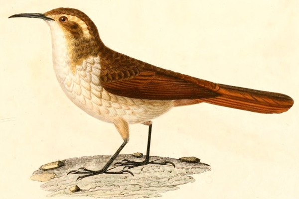 White-throated Tapaculo