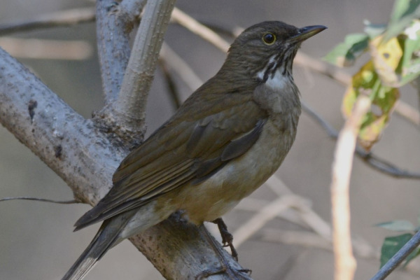 White-throated Thrush