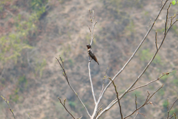 White-throated Toucan