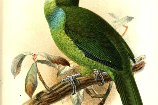 White-throated Toucanet