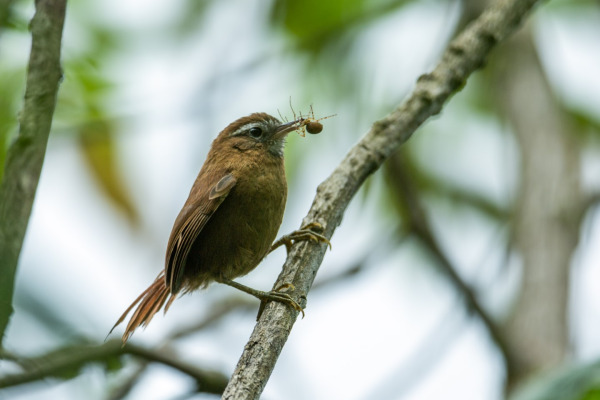 White-throated Toucanet