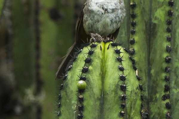 White-throated Towhee