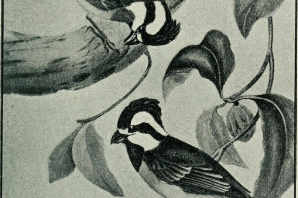 White-throated Treecreeper