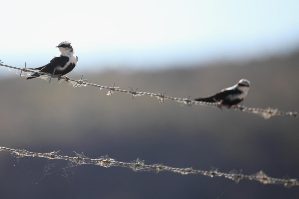 White-throated Treecreeper
