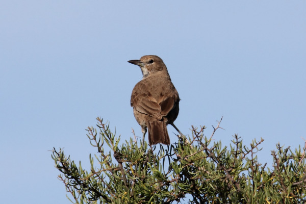 White-throated treerunner
