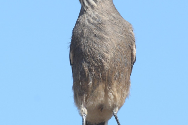 White-throated Tyrannulet