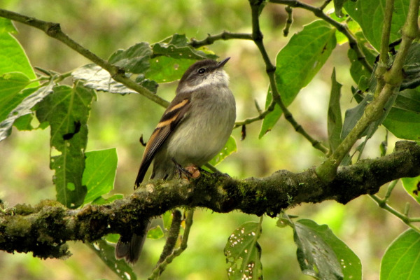 White-throated Tyrannulet