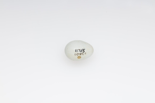 White-throated White-eye