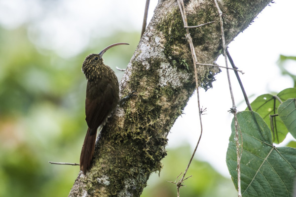 White-throated Woodcreeper