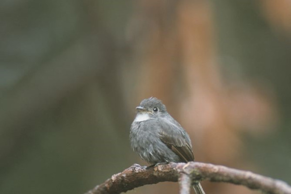 White-throated Woodpecker