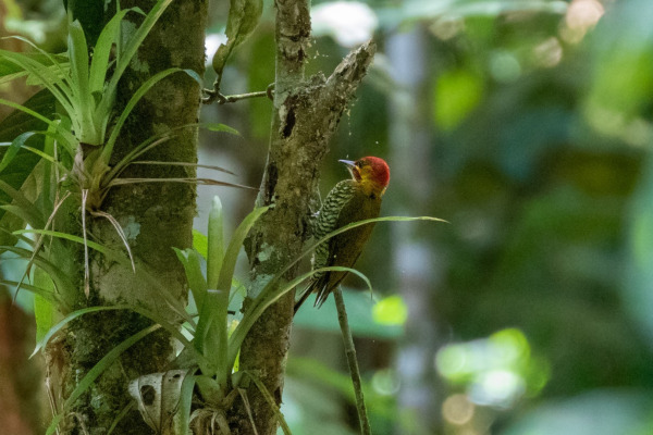 White-throated Woodpecker