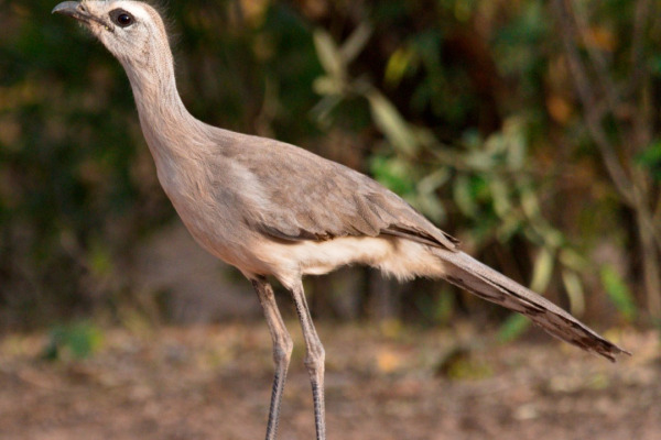 White-throated Woodstar