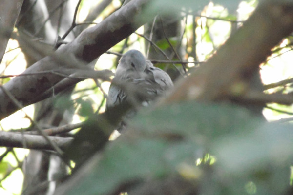 White-tipped Dove