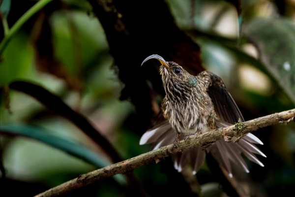 White-tipped Sicklebill