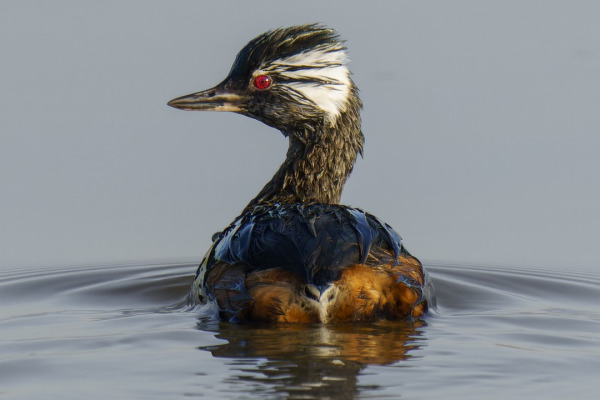 White-tufted Grebe