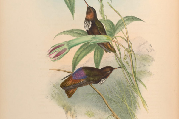 White-tufted Sunbeam