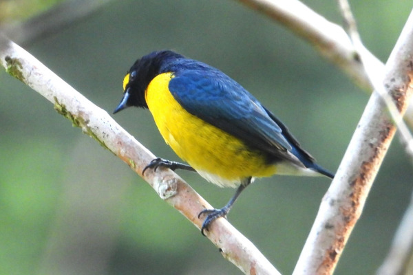 White-vented Euphonia