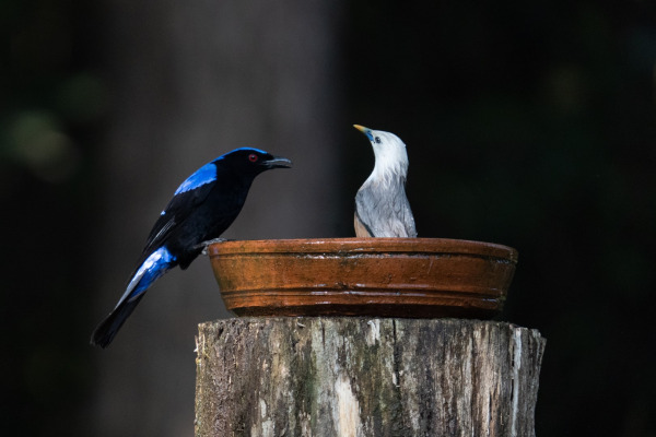 White-vented Myna