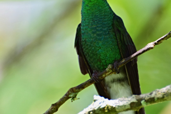 White-vented Plumeleteer