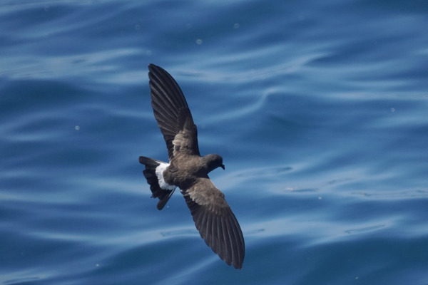 White-vented Storm Petrel