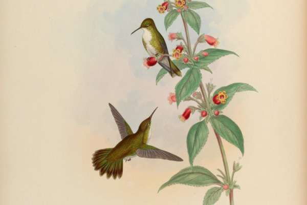 White-vented Violetear