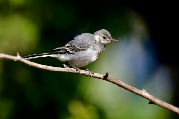 White Wagtail