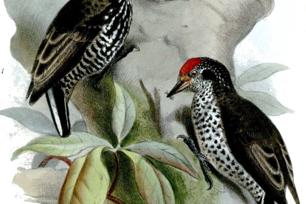 White-wedged Piculet