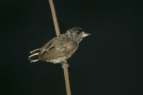 White-wedged Piculet