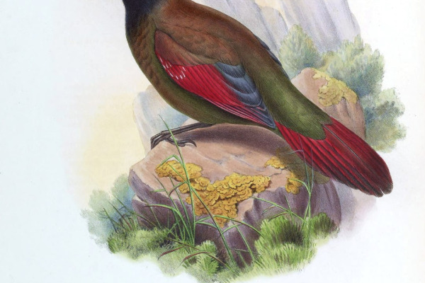 White-whiskered Laughingthrush