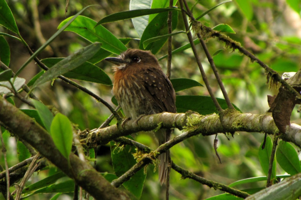 White-whiskered Puffbird