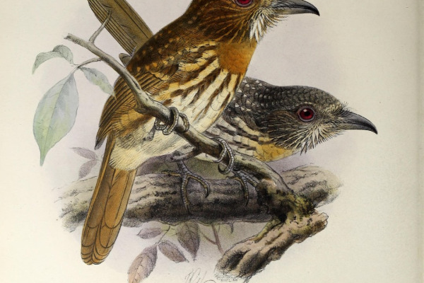 White-whiskered Puffbird
