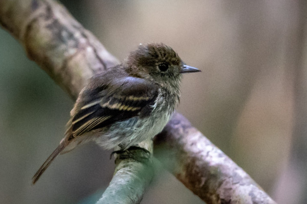 White-winged Black-Tyrant