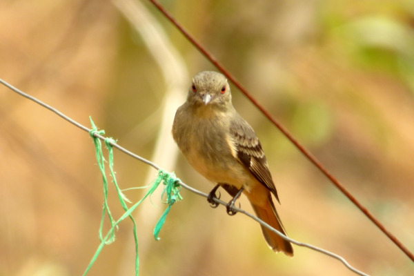 White-winged Black-Tyrant