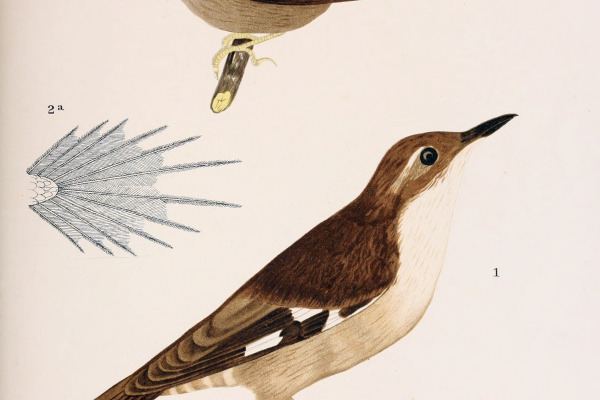 White-winged Cinclodes