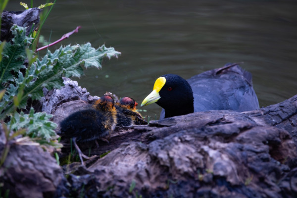 White-winged Coot