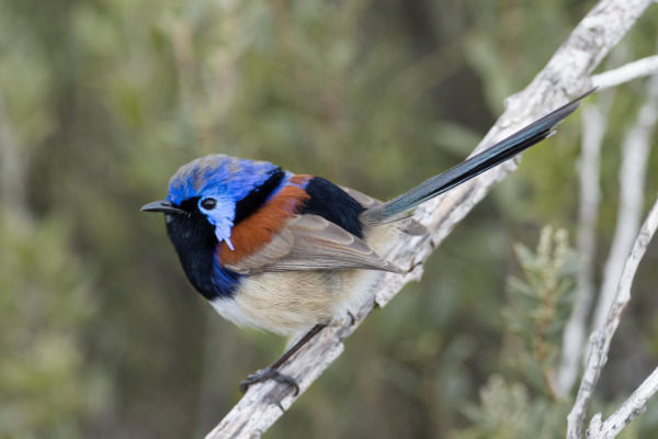 White-winged Fairywren