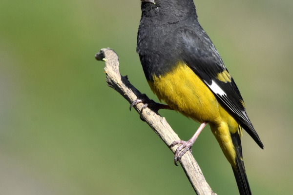 White-winged Grosbeak