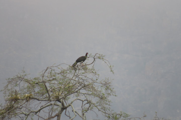 White-winged guan