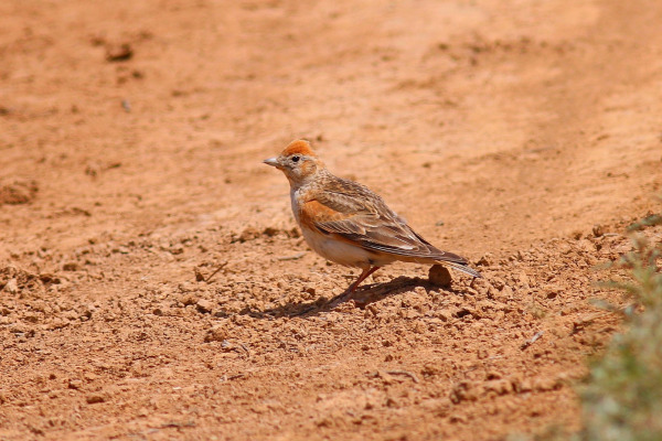 White-winged Lark