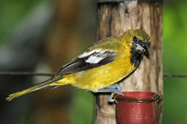 White-winged Oriole
