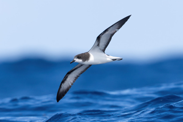 White-winged Petrel