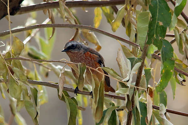 White-winged Redstart