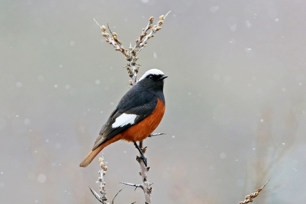 White-winged Redstart