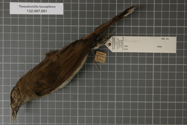 White-winged Robin-Chat