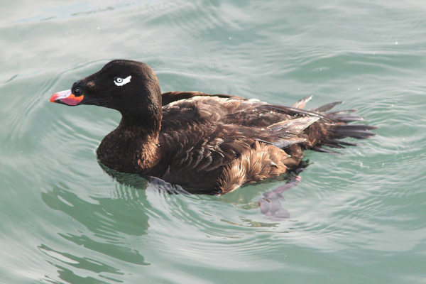 White-winged Scoter