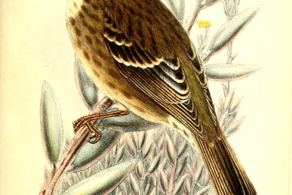 White-winged Seedeater