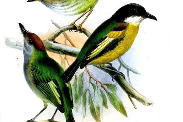 White-winged Spadebill