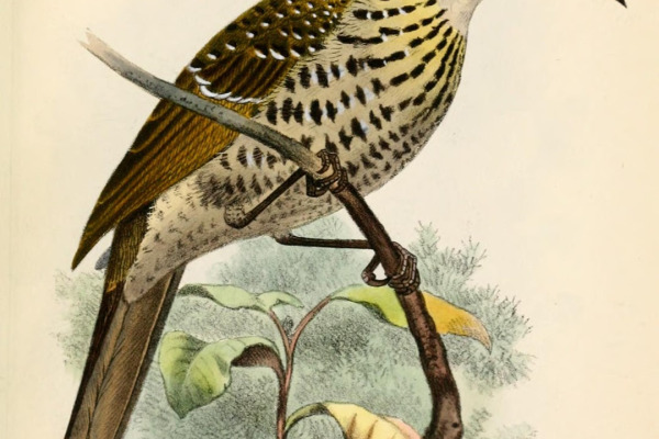 White-winged Tanager